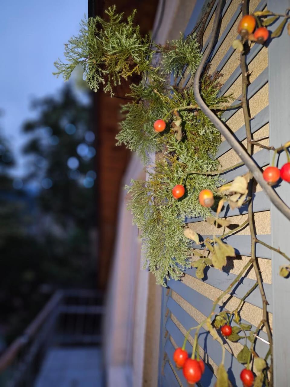 Guest House Likani 2017 보르조미 객실 사진